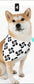 Lauburu Dog Collar